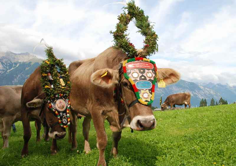 Almabtrieb Berchtesgaden - die geschmückten Kühe kehren zurück von der Alm